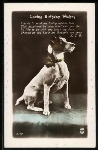AK Hund mit Halsband, Geburtstagsgruss