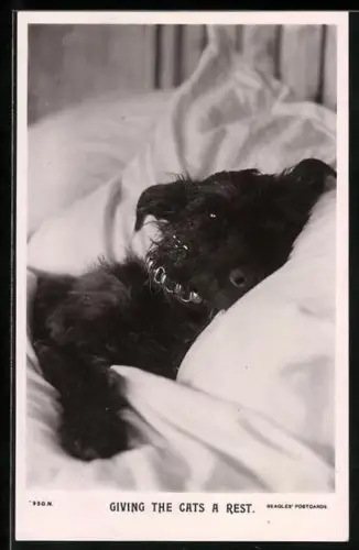 AK Junger Terrier im Bett