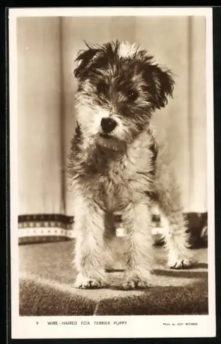 AK Wire-Haired Fox Terrier Puppy