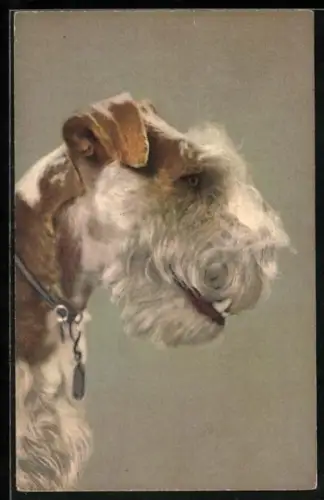 AK Fox-Terrier, Kopf im Profil