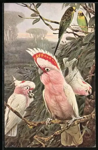 Künstler-AK Kackadus und Wellensittiche