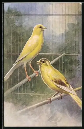 AK Zwei gelbe Vögel in einer Voliere