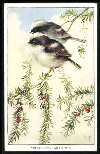 AK Young Long Tailed Tits