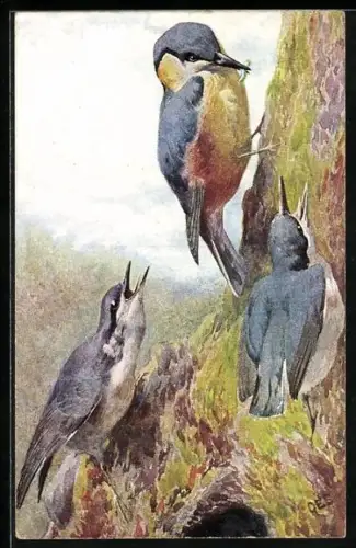 AK Spechtmutter mit Wurm und Jungen an einem Baumstamm