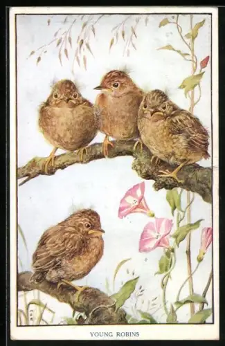 Künstler-AK Young Robins, Vogeljunge auf einem Ast