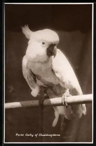 AK Cocky of Chiddingstone, Portrait