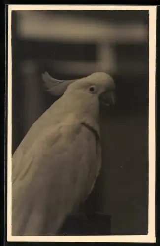 Foto-AK Weisser Kakadu, Portrait