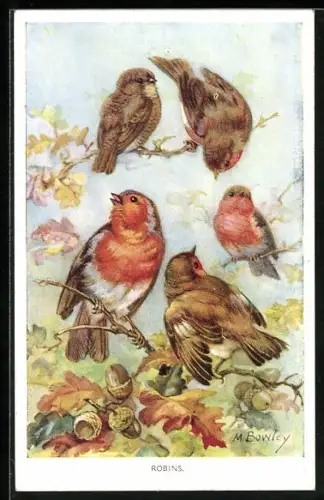 AK Rotkehlchen auf Eichenzweigen