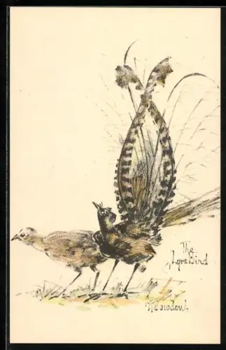 AK Leierschwanz-Paar, Portrait