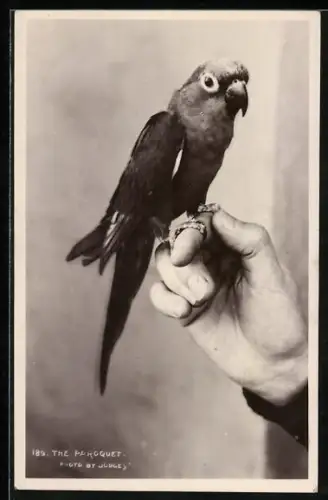 AK The Paroquet, Portrait