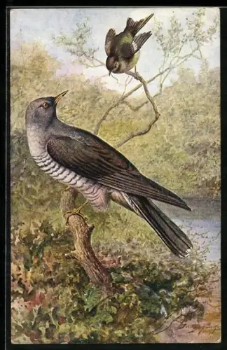 Künstler-AK Cuckoo and Wood Wren, Kuckuck auf einem Ast