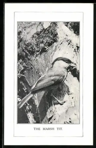 AK The Marsh Tit