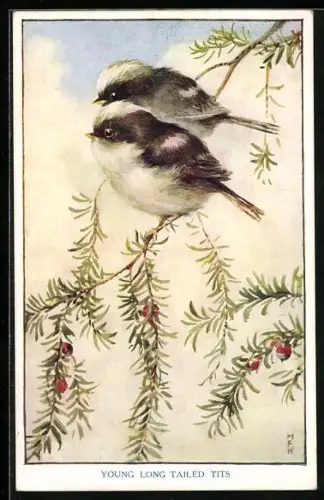 AK Schwanzmeisen auf einem Zweig