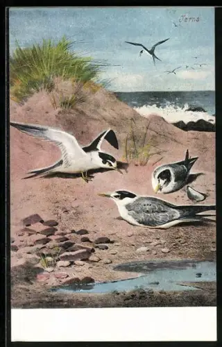 AK Seeschwalben am Strand