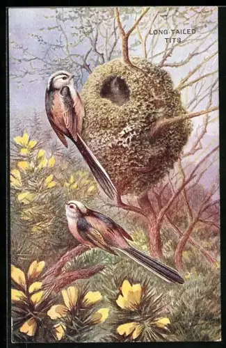 AK Schwanzmeisenpaar mit Nest