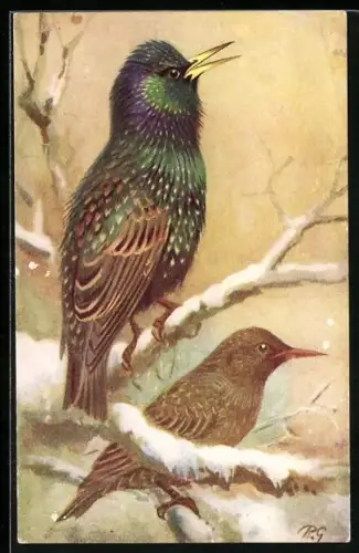 Künstler-AK Starling, Staren-Paar im Winter