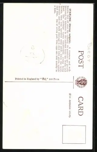 Künstler-AK Starling, Staren-Paar im Winter