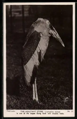 AK The Adjutant Stork