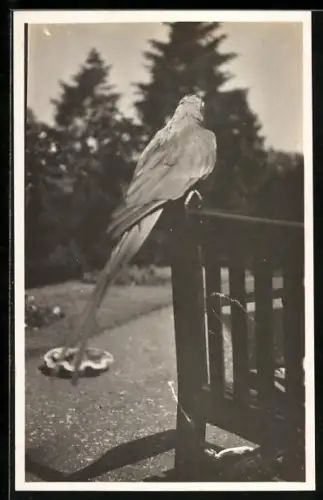 Foto-AK Greifvogel auf der Lehne eines Gartenstuhls