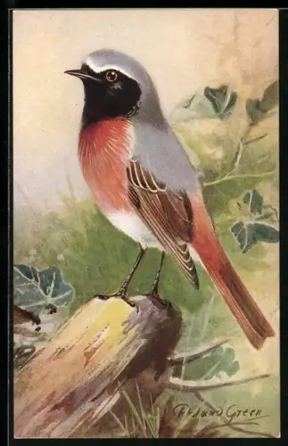 Künstler-AK Redstart, Gartenrotschwanz