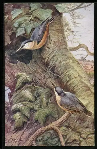 Künstler-AK Nut-Hatcher, Kleiber-Paar an der Baumhöhle