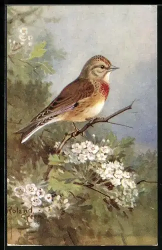 AK Hänfling im Grünen