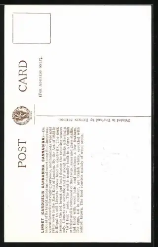 AK Hänfling im Grünen