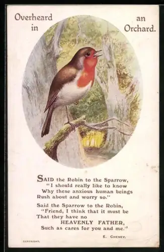 AK Overhead in an Orchard, Robin