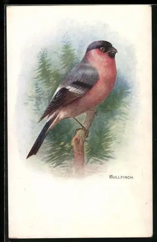 AK Bullfinch, Portrait