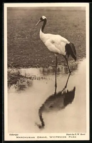 AK Dunstable, Whipsnade Park, Manchurian Crane