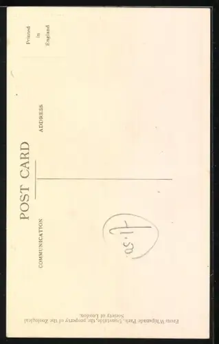 AK Dunstable, Whipsnade Park, Manchurian Crane