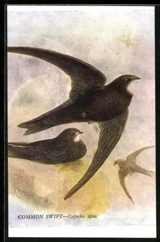 AK Common Swift, Cypselus apus