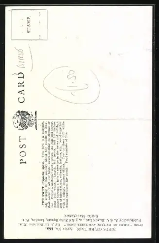 AK Common Swift, Cypselus apus