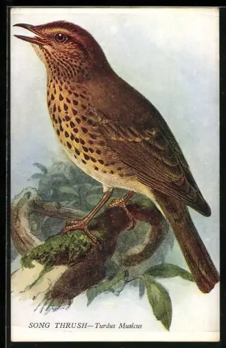 AK Vogel, Song Thrush, eine Singdrossel beim Zwitschern auf Ast