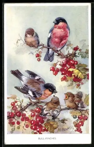 Künstler-AK Bullfinches, Gimpel-Paar mit Jungen