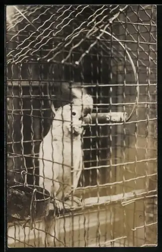 Foto-AK Kakadu im Käfig