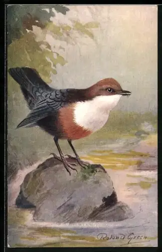 AK Dipper / Water Ousel / Colley, Portrait