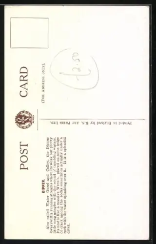 AK Dipper / Water Ousel / Colley, Portrait