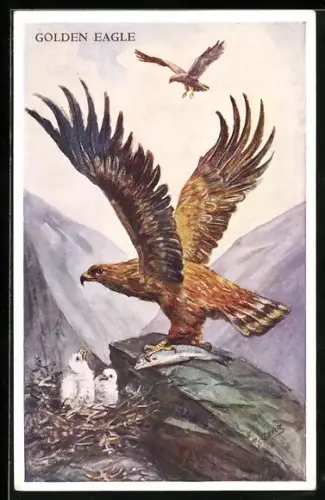 Künstler-AK Mabel Gear: Golden Eagle, Adler, Jungtiere im Horst mit Muttertier