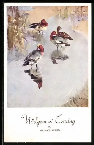 AK Widgeon at Evening