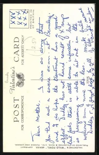 AK Widgeon at Evening