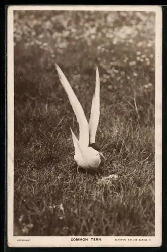AK Common Tern with Chickling