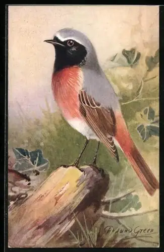 Künstler-AK Redstart, Rotschwanz