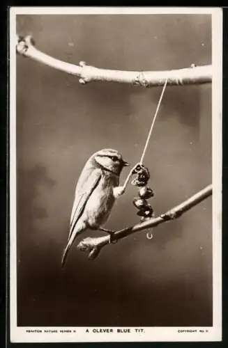AK A Clever Blue Tit
