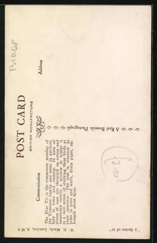 AK A Clever Blue Tit