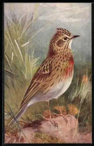 Künstler-AK Skylark, Feldlerche im hohen Gras