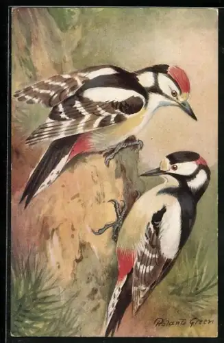Künstler-AK Buntspechtpaar sucht im Totholz nach Maden