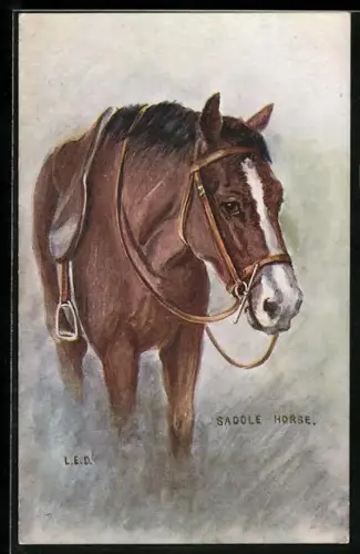 AK Saddle Horse, Portrait