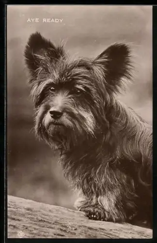 AK Aye Ready, Terrier, Portrait