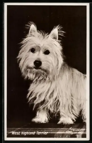 AK West Highland Terrier, Portrait